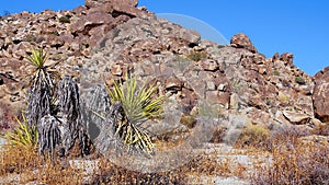 A panoramic view in Joshua Tree National Park. Joshua Tree Yucca brevifolia and Rock Formations. CA