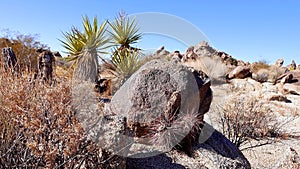 A panoramic view in Joshua Tree National Park. Joshua Tree Yucca brevifolia and Rock Formations. CA