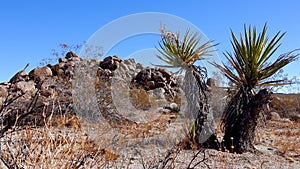 A panoramic view in Joshua Tree National Park. Joshua Tree Yucca brevifolia and Rock Formations. CA