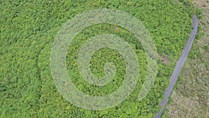 Panoramic View Jungle with Trees for Paper Production