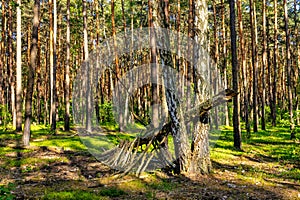 Panoramic view of Kampinos forest thicket with spring vegetation on sunny day near Izabelin town in Mazovia region of Poland