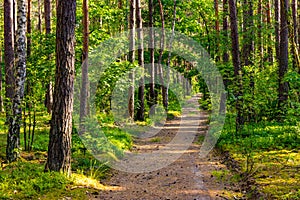 Panoramic view of Kampinos forest thicket with spring vegetation on sunny day near Izabelin town in Mazovia region of Poland