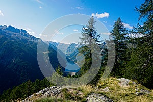 Panoramico sul larice alberi 