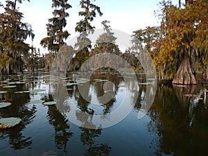 View of Lake Martin, Louisiana. photo