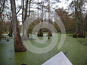 View of Lake Martin, Louisiana. photo