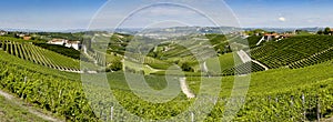 Panoramic view of langhe vineyard