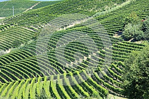 Panoramic view of langhe vineyard