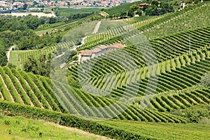 Panoramic view of langhe vineyard