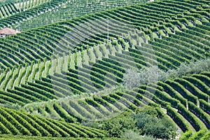 Panoramic view of langhe vineyard