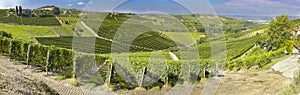 Panoramic view of langhe vineyard