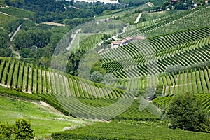 Panoramic view of langhe vineyard