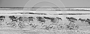 Panoramic view of a large herd running across the African plains photo