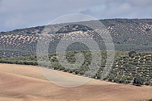Panoramic view of a large olive grove next to fields prepared for cultivation