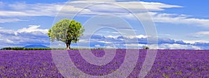 Panoramic view of lavender field with tree