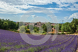 Panoramic view of lavender fields and the town of Valensole.