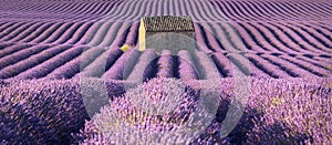 Lavender fields in Valensole with stone house in Summer. Alpes de Haute Provence, France photo