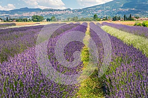 Panoramic view of lavender`s fields in blossom