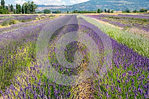 Panoramic view of lavender`s fields in blossom time photo