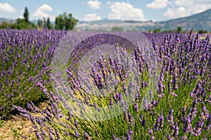 Panoramic view of lavender`s fields in blossom time photo