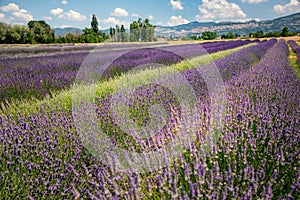 Panoramic view of lavender`s fields in blossom time photo