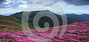 Panoramic view in lawn with pink rhododendron flowers, beautiful sky with clouds in spring time. Mountains landscapes.