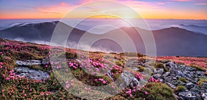 Panoramic view in lawn with pink rhododendron flowers, beautiful sunset with orange sky in summer time. Mountains landscapes.