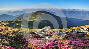 Panoramic view in lawn with rhododendron flowers. Mountains landscapes. Concept of nature rebirth. Save Earth. Amazing summer day
