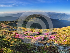 Panoramic view in lawn with rhododendron flowers. Mountains landscapes. Concept of nature rebirth. Save Earth. Amazing summer day