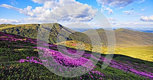 Panoramic view in lawn with rhododendron flowers. Mountains landscapes. Location Carpathian mountain, Ukraine, Europe. Summer.