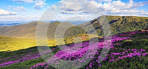 Panoramic view in lawn with rhododendron flowers. Mountains landscapes. Location Carpathian mountain, Ukraine, Europe. Spring.