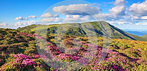 Panoramic view in lawn with rhododendron flowers. Mountains landscapes. Location Carpathian mountain, Ukraine, Europe. Beautiful