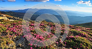 Panoramic view in lawn with rhododendron flowers. Mountains landscapes. Location Carpathian mountain, Ukraine, Europe. Beautiful