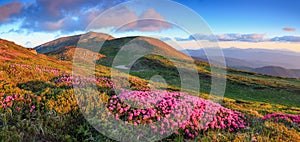 Panoramic view in lawn with rhododendron flowers. Mountains landscapes. Location Carpathian mountain, Ukraine, Europe. Summer photo