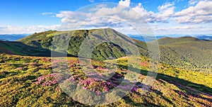 Panoramic view in lawn with rhododendron flowers. Mountains landscapes. Location Carpathian mountain, Ukraine, Europe. Summer.