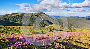 Panoramic view in lawn with rhododendron flowers. Mountains landscapes. Location Carpathian mountain, Ukraine, Europe. Summer.