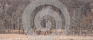 Panoramic view of leafless trees by the lake