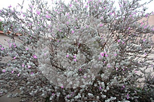 Panoramic view of Leucophyllum frutescens tree, blooming in a garden.