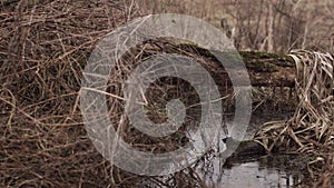 panoramic view of a log felled across a forest river with moss from above. dry grass, autumn