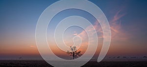 Panoramic view of lone bare tree silhouette