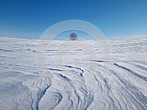 Panoramic view with a lonely tree on the snowy field with snowdrifts shaped by the wind and blizzard. Cold winter scene with a oak