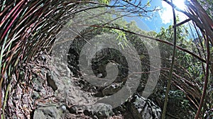 Panoramic View of Lush Bamboo Forest with Sunlight and Rocks