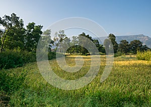 Panoramic view of a lush green farm in Maharashtra, India