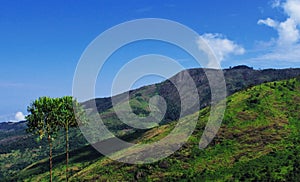 panoramic view of lush green palani mountain range from kodaikanal hill station in tamilnadu, india