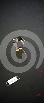 Panoramic view of mallard duck standing beside a protective face mask on a frozen lake.  Waste pollution contaminated wildlife ani