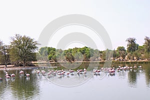 View of the manmade lake with pink flamingo at Al Qudra Lakes in Al Marmoom Desert Conservation Reserve. Dubai, UAE photo