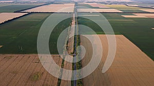 Panoramic view of many agricultural fields sown ripe wheat, agricultural plants