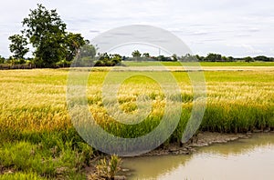 Panoramic view Many weeds grow over land in rice farming