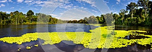 Panoramic view on the MaraÃ±on River in the Pacaya Samiria Reserve in Peru, near Iquitos. The river of mirrors