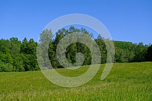 Panoramic view of the meadow, forest. some birch trees in the foreground. A very scenic meadow, a fabulously romantic
