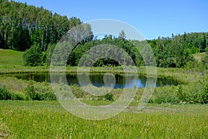 A panoramic view of a meadow with a small lake, a forest. some birch trees in the foreground. A very scenic meadow, a